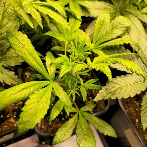 AutoflowerWorldCupBeingThereIsEverything. Week 4