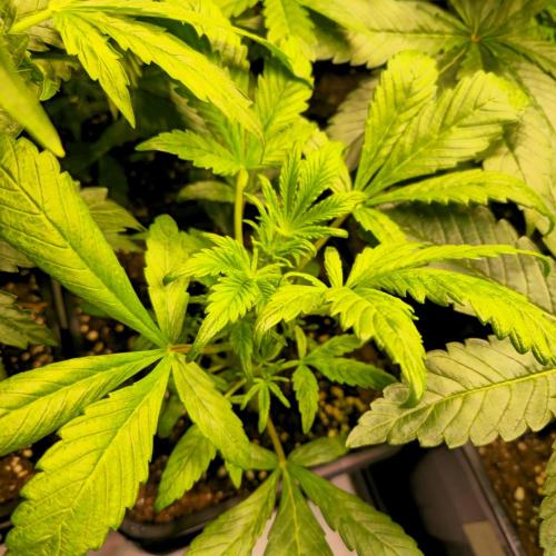 AutoflowerWorldCupBeingThereIsEverything. Week 4