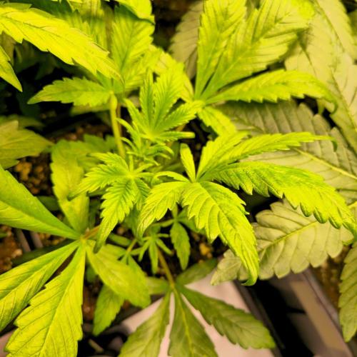 AutoflowerWorldCupBeingThereIsEverything. Week 4