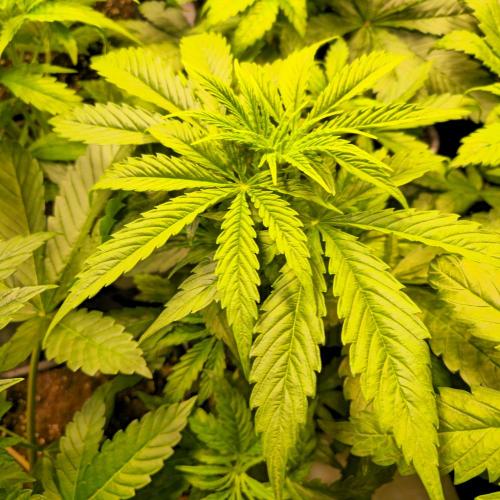 AutoflowerWorldCupBeingThereIsEverything. Week 4