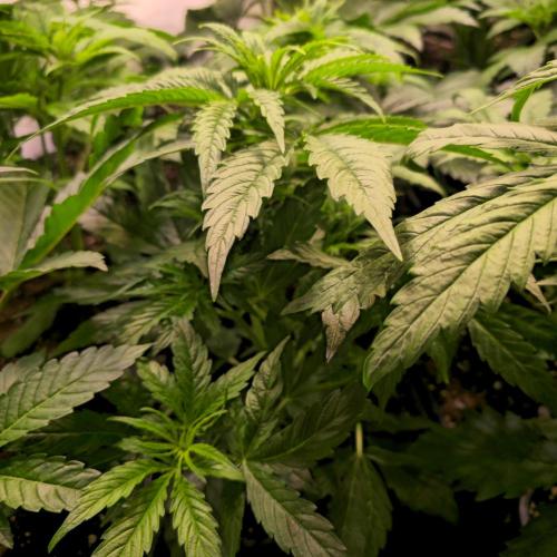 AutoflowerWorldCupBeingThereIsEverything. Week 4