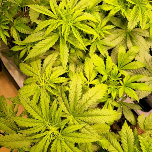 AutoflowerWorldCupBeingThereIsEverything. Week 4