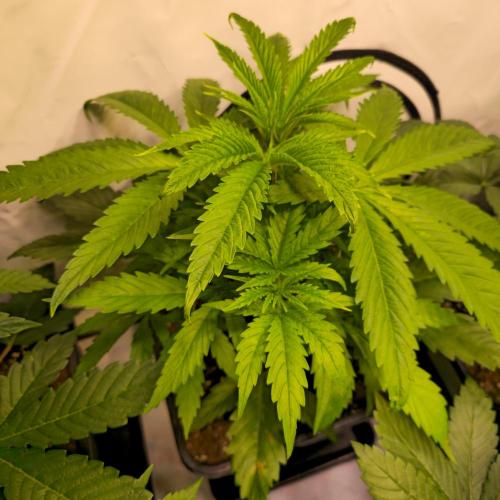 Cali Crasher. Week 4