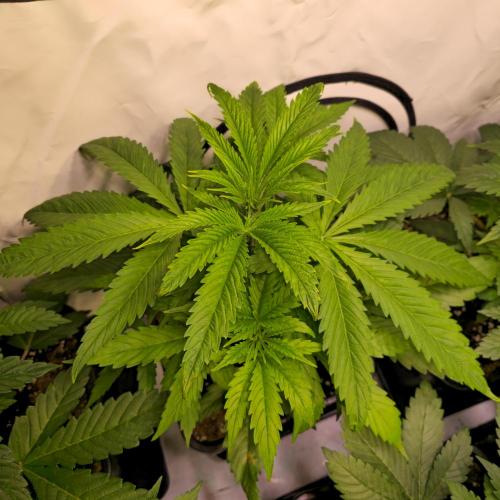 Cali Crasher. Week 4