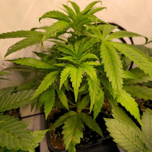 Cali Crasher. Week 4