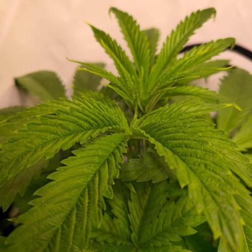 Cali Crasher. Week 4