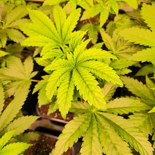 Drizle Pickle. Week 4