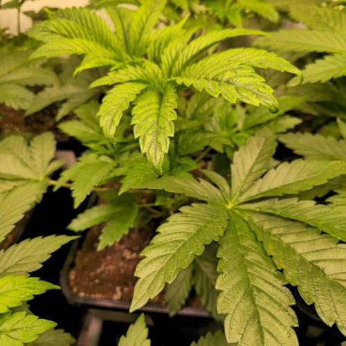 Drizle Pickle. Week 4