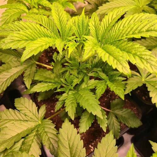 Drizle Pickle. Week 4