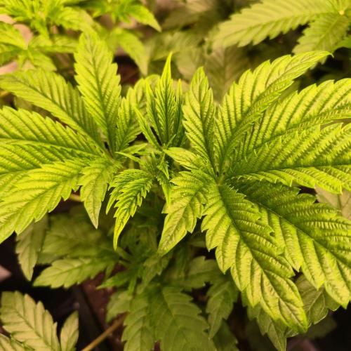 Drizle Pickle. Week 4