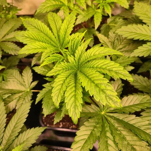 Drizle Pickle. Week 4