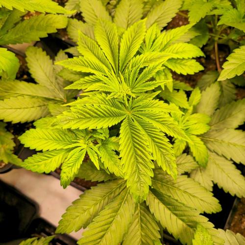 Biscotti Vanilla. Week 4