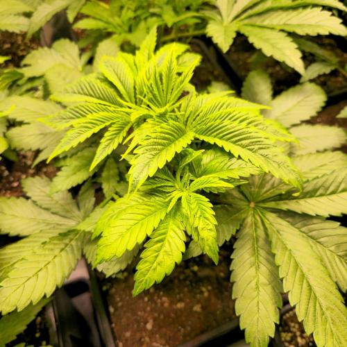 Biscotti Vanilla. Week 4