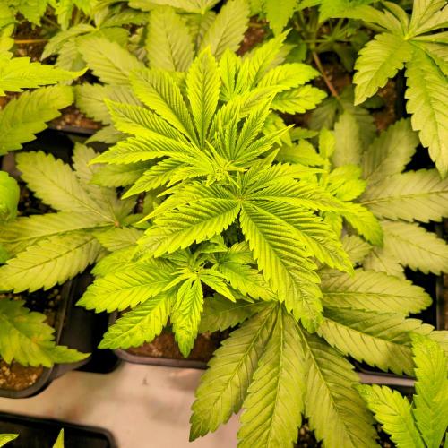 Biscotti Vanilla. Week 4