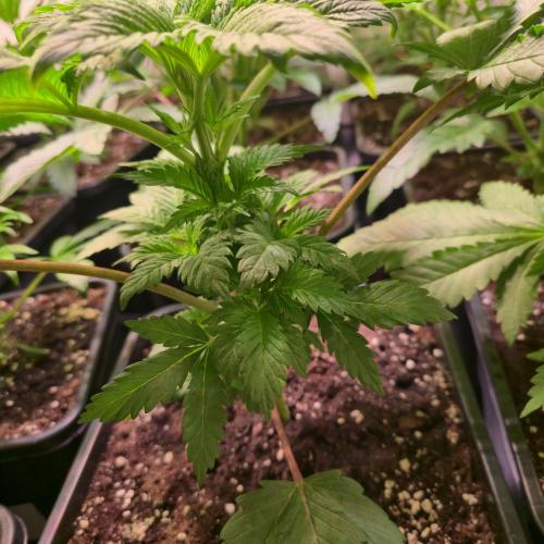 Permanent Marker. Week 4