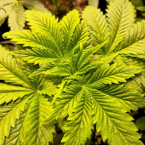 Permanent Marker. Week 4