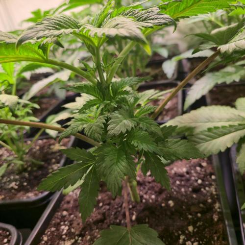 Permanent Marker. Week 4