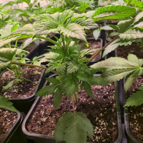 Permanent Marker. Week 4