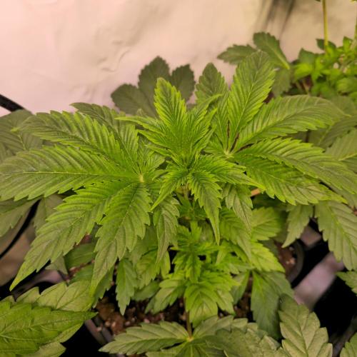 Mimosa Cherry Kush. Week 4