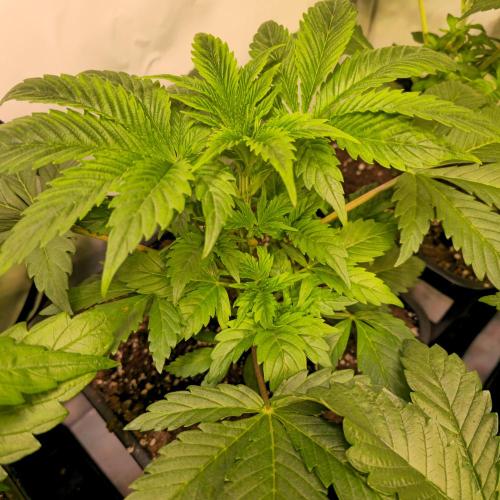 Mimosa Cherry Kush. Week 4