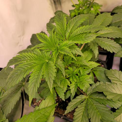 Mimosa Cherry Kush. Week 4