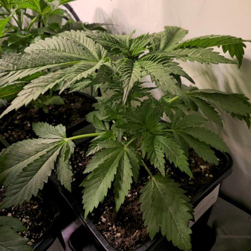 A.Moonrocks #3. Week 4