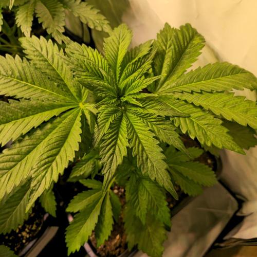 A.Moonrocks #3. Week 4