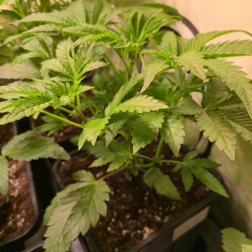 Guava Spritz. Week 4