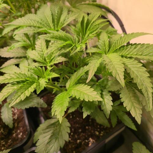 Guava Spritz. Week 4