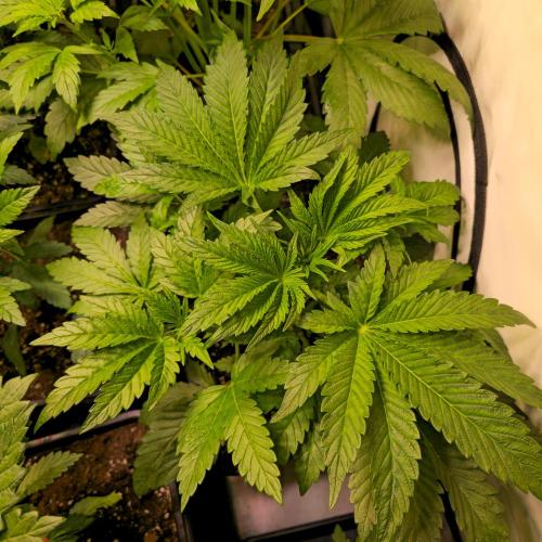 Guava Spritz. Week 4