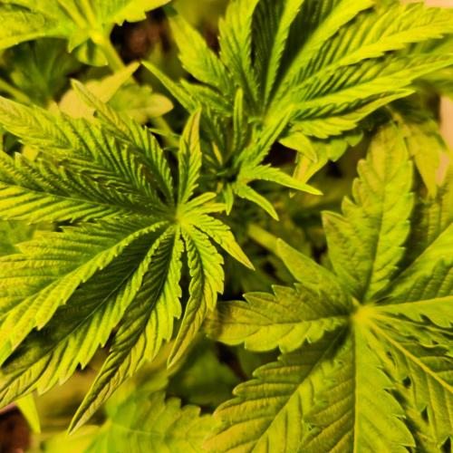 Guava Spritz. Week 4