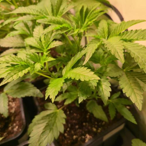 Guava Spritz. Week 4