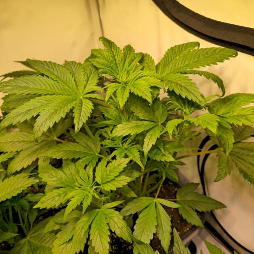 Strawberry Cola Sherbet. Week 4