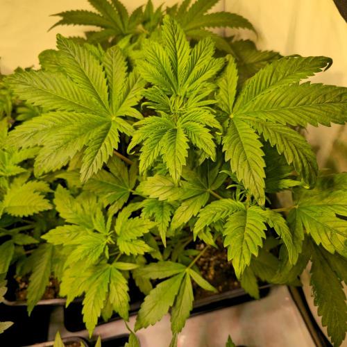 Strawberry Cola Sherbet. Week 4