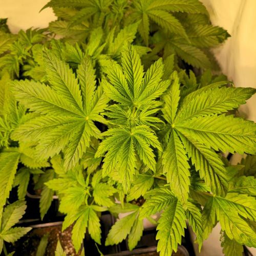 Strawberry Cola Sherbet. Week 4