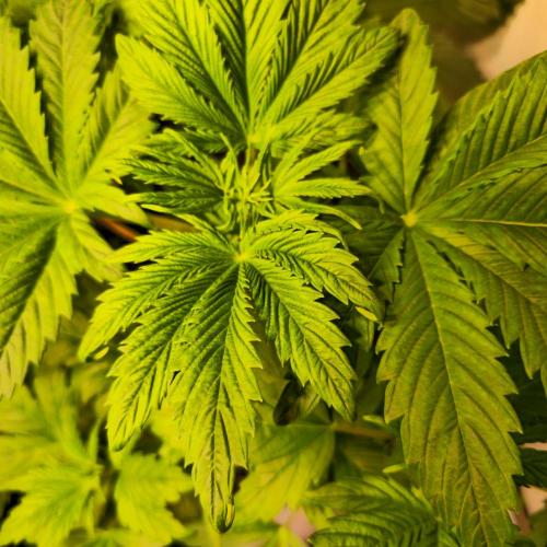 Strawberry Cola Sherbet. Week 4