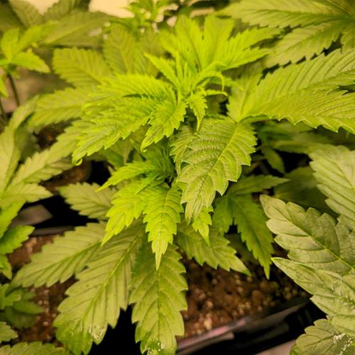 Lemon Mandarin #2. Week 4