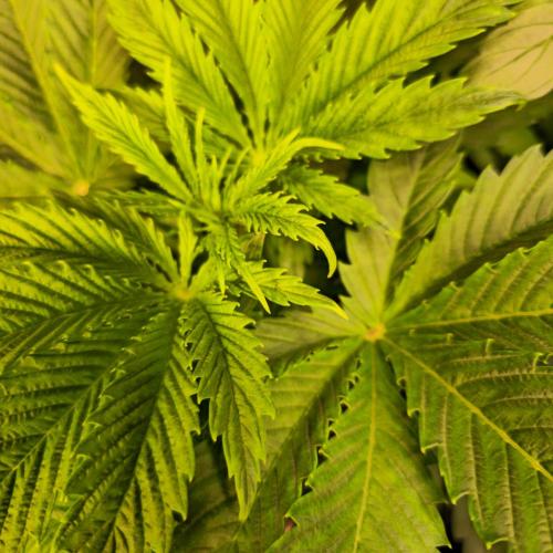 Lemon Mandarin #2. Week 4