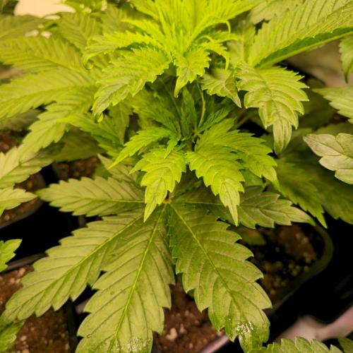 Lemon Mandarin #2. Week 4