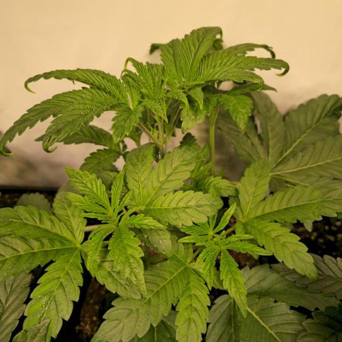 Barcelona Puff. Week 4