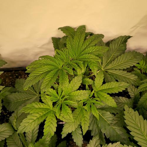 Barcelona Puff. Week 4