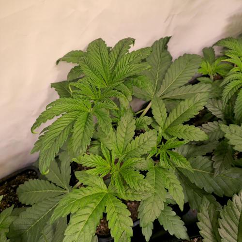 Barcelona Puff. Week 4