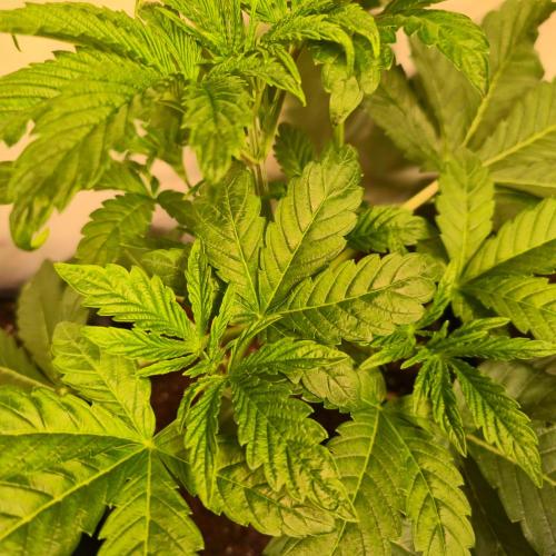 Barcelona Puff. Week 4