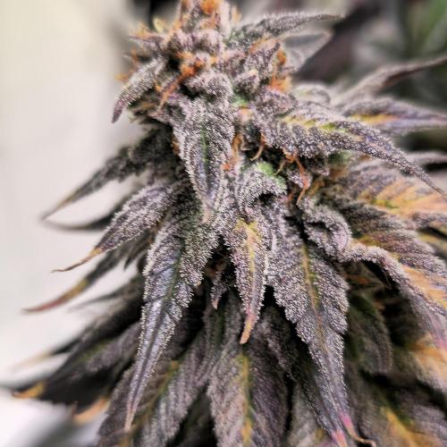 Trentra Sunrise. Week 15