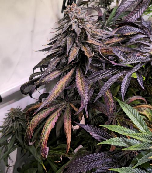 Trentra Sunrise. Week 15