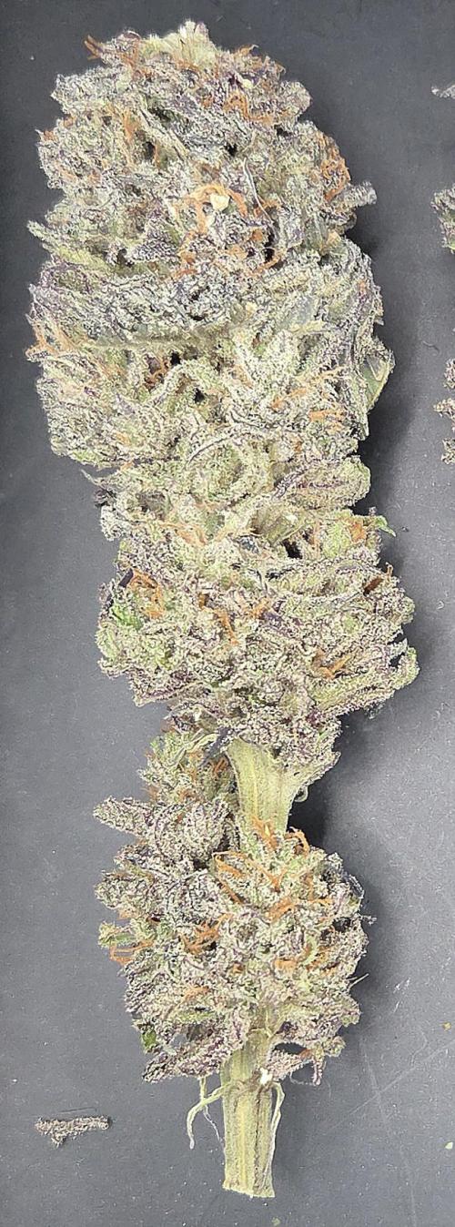 Trentra Sunrise. Week 15