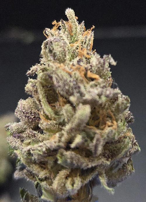 Trentra Sunrise. Week 15