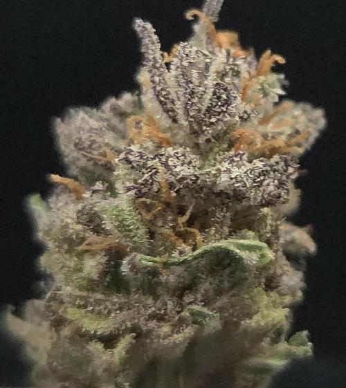 Trentra Sunrise. Week 15