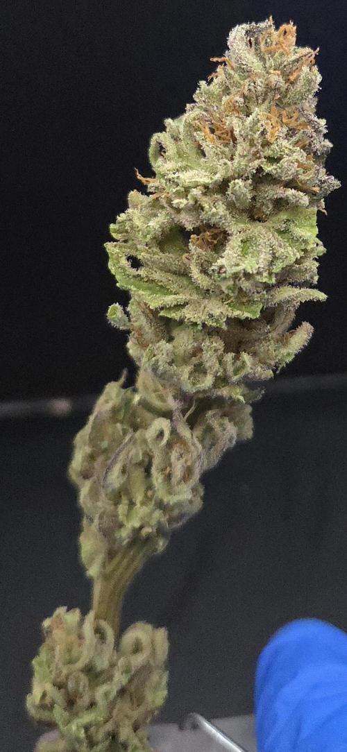 Trentra Sunrise. Week 15