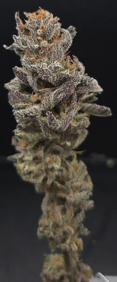 Trentra Sunrise. Week 15